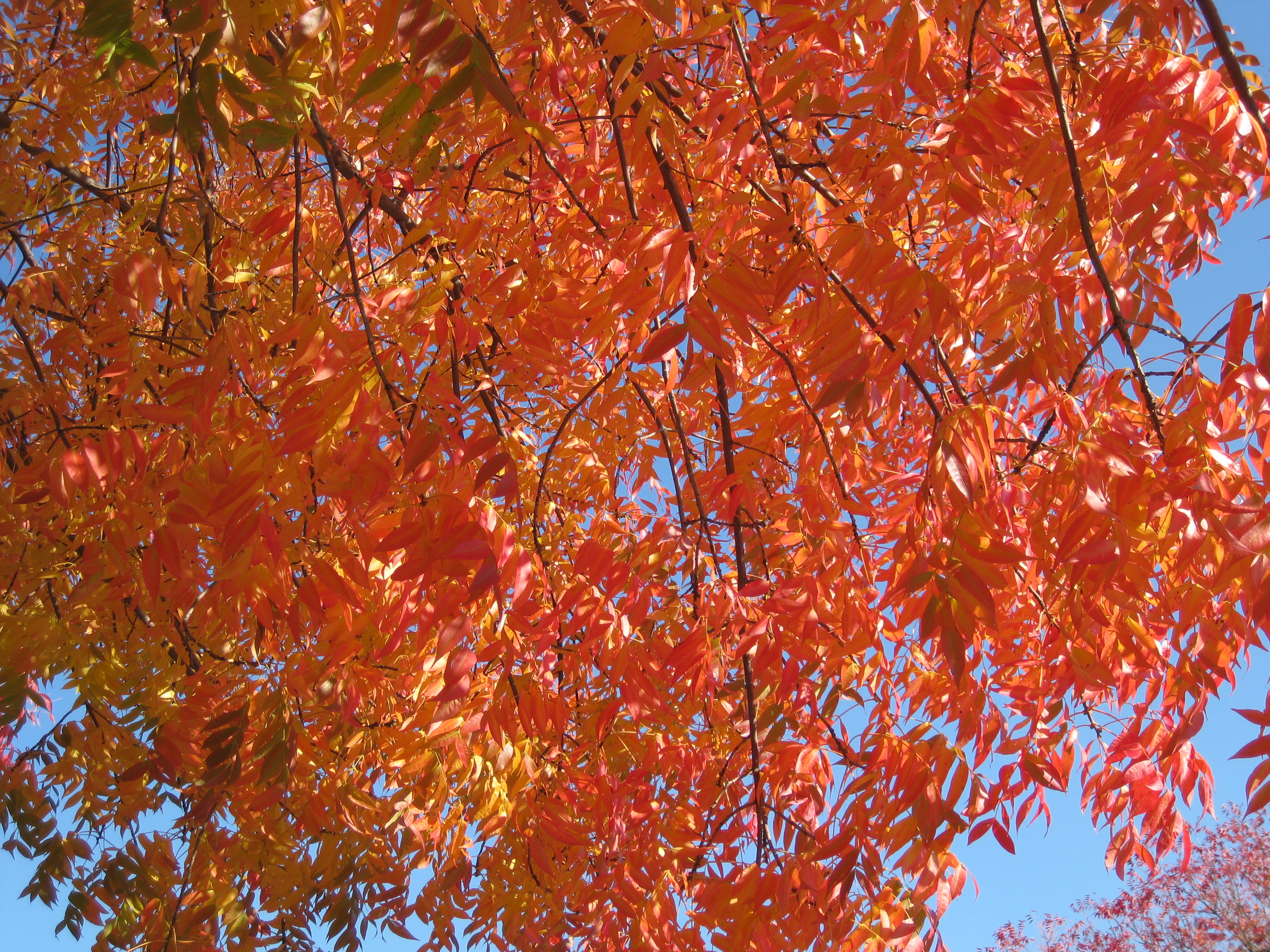 Fall leaves Frito Lay campus.JPG