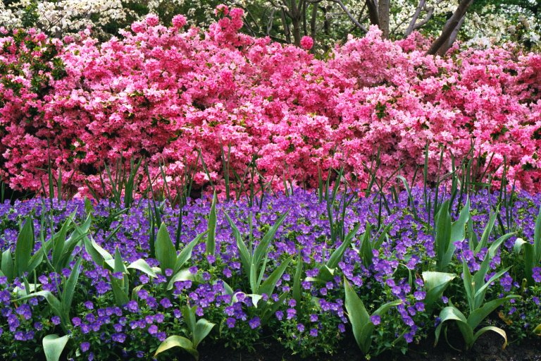 More Dallas Blooms 2001.JPG
