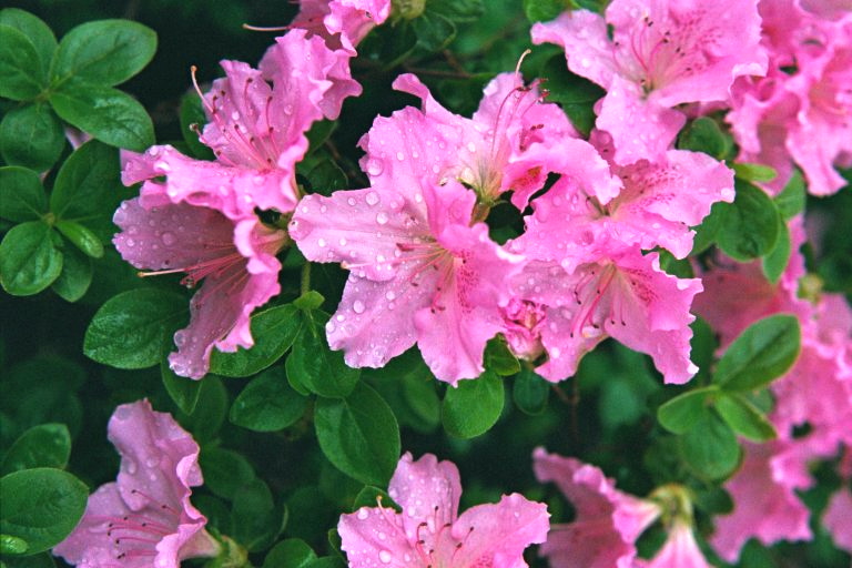 Another Dallas Blooms 2001.JPG