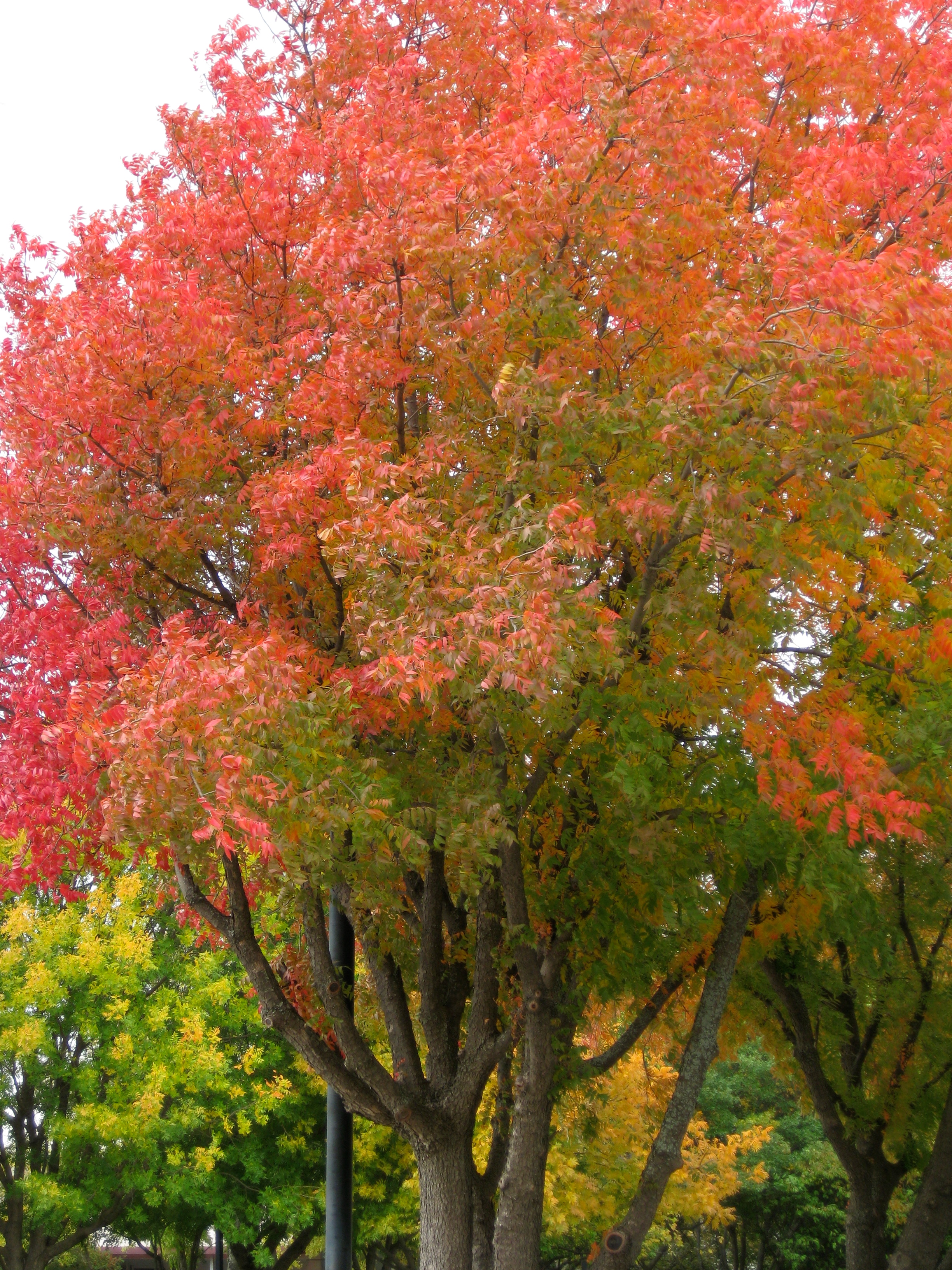 Fall colors at Frito Lay 2010.jpg