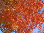 Fall leaves Frito Lay campus.JPG